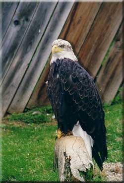 Weißkopfseeadler